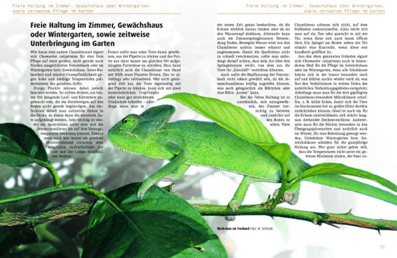 Preview: Chamaeleo calyptratus: Chamaeleo calyptratus: Das Jemenchamäleon